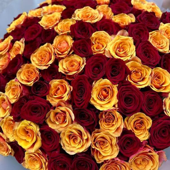 101 роза «Red and Spain»