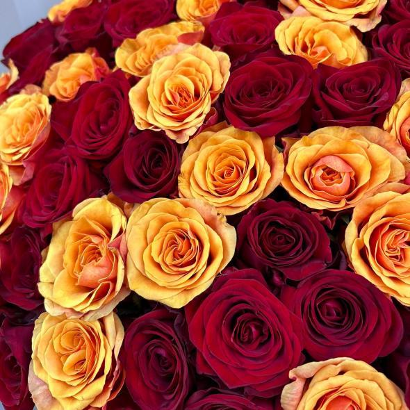 101 роза «Red and Spain»