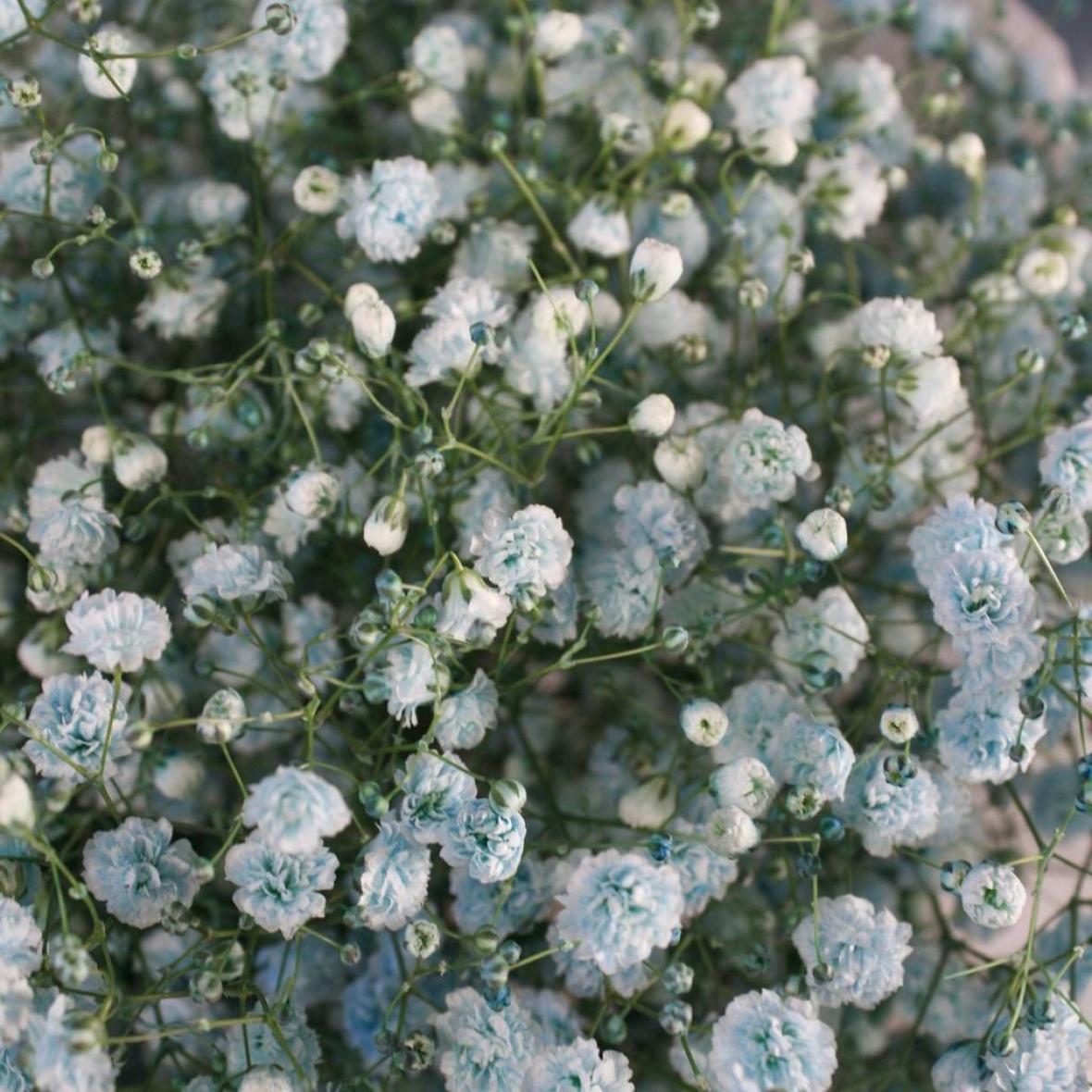 Голубая гипсофила, 7 шт