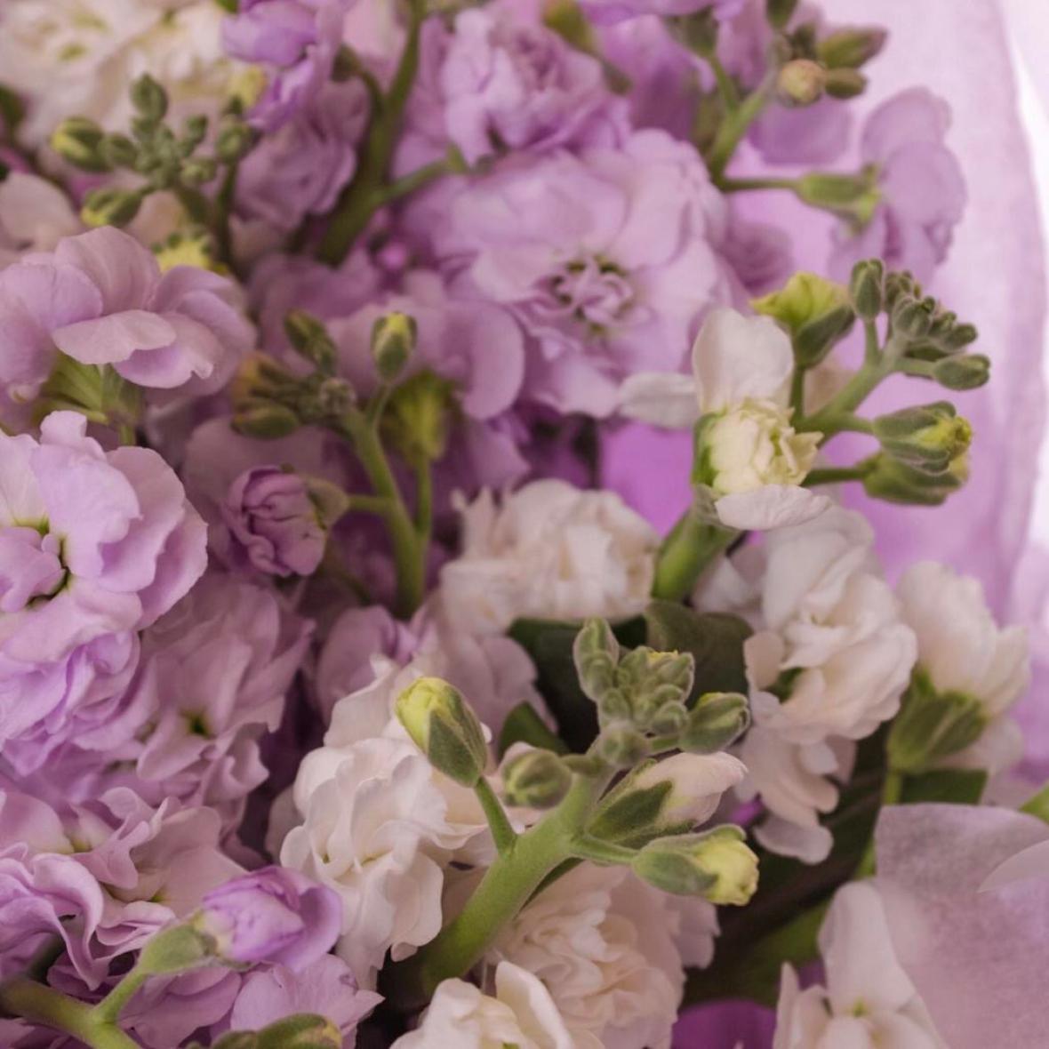 Маттиола mix, 5 шт