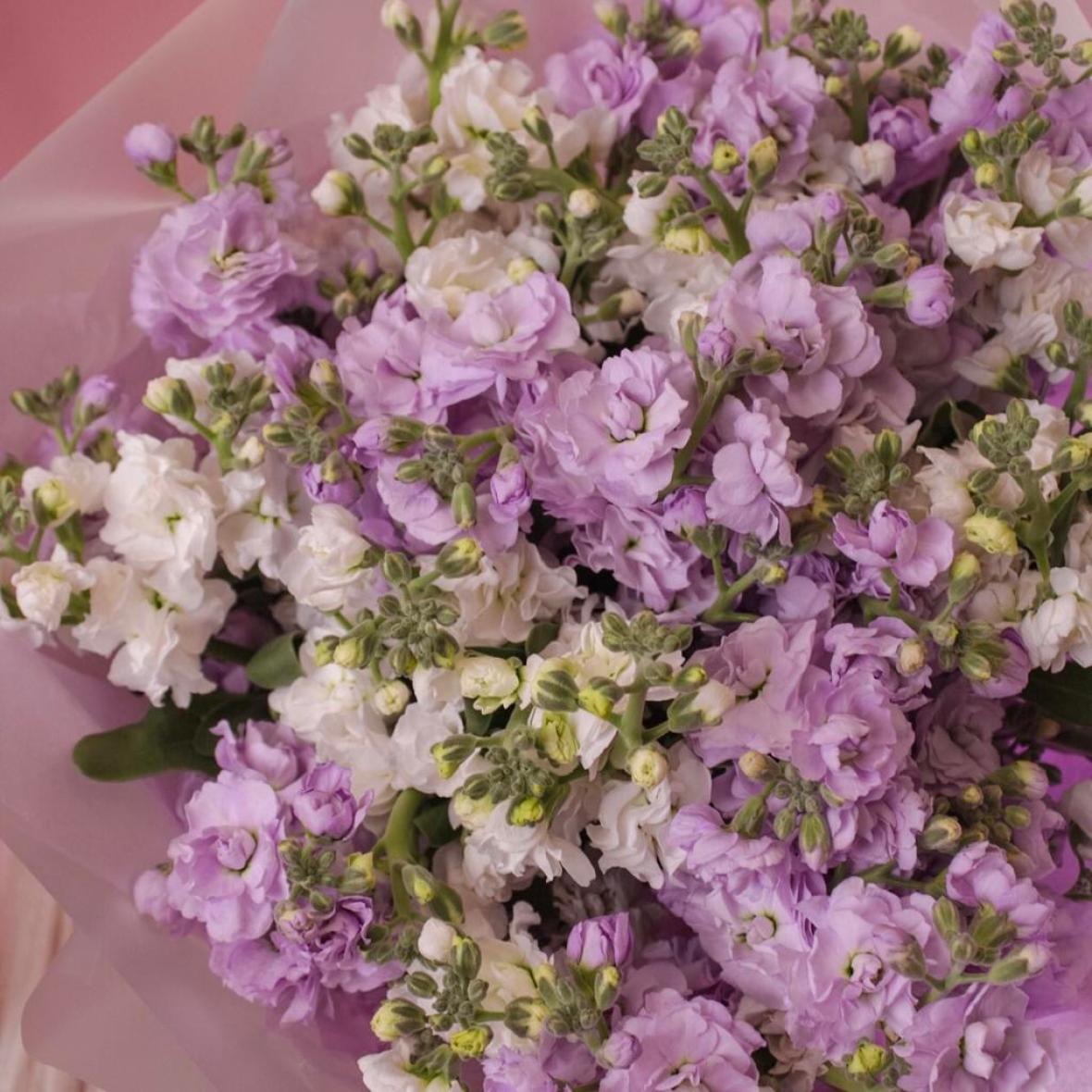 Маттиола mix, 15 шт