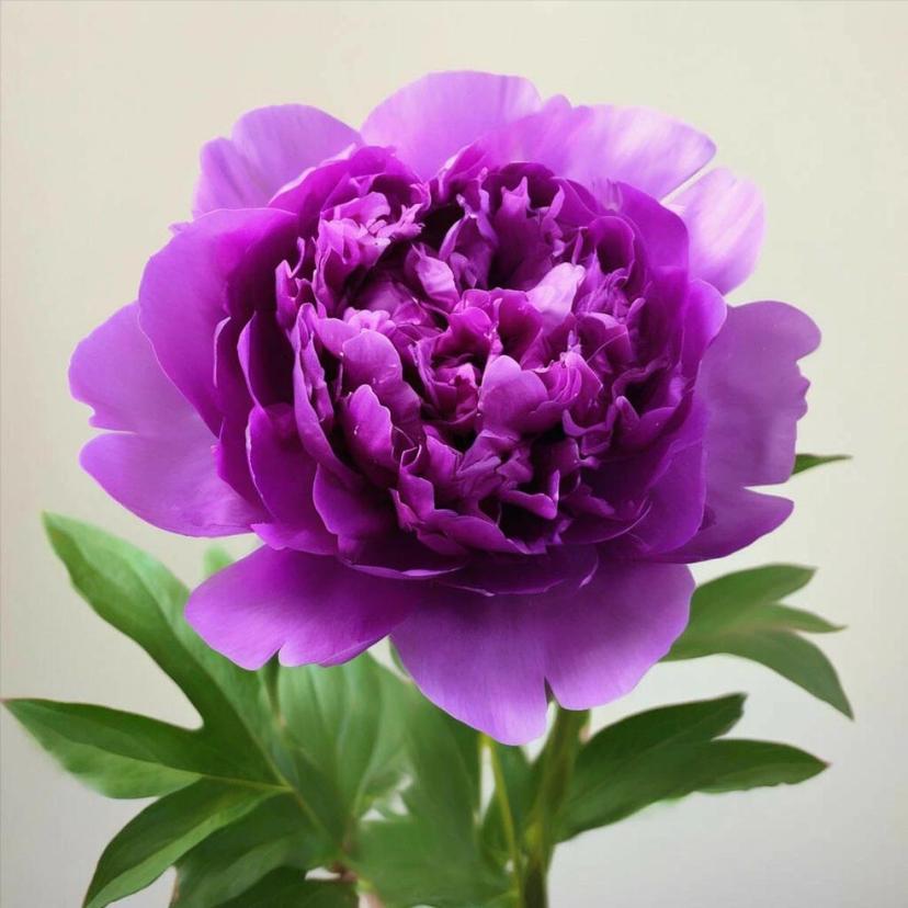 Топ-10 популярных цветов для составления букетов