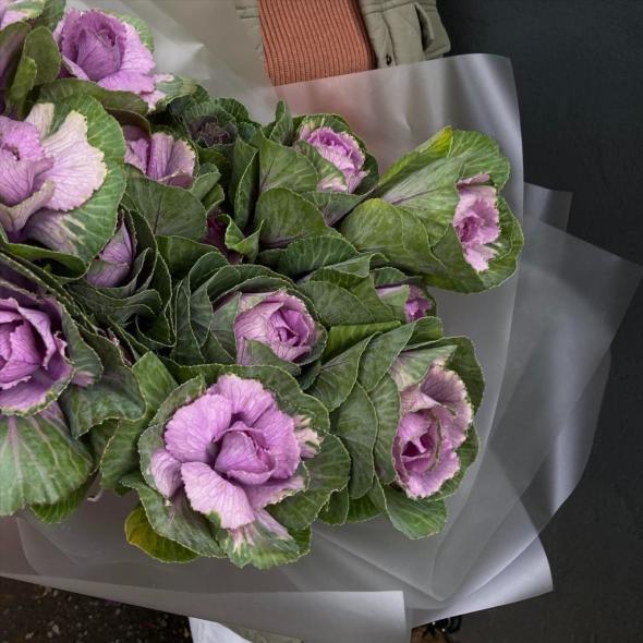 Моно "Брассика purple"