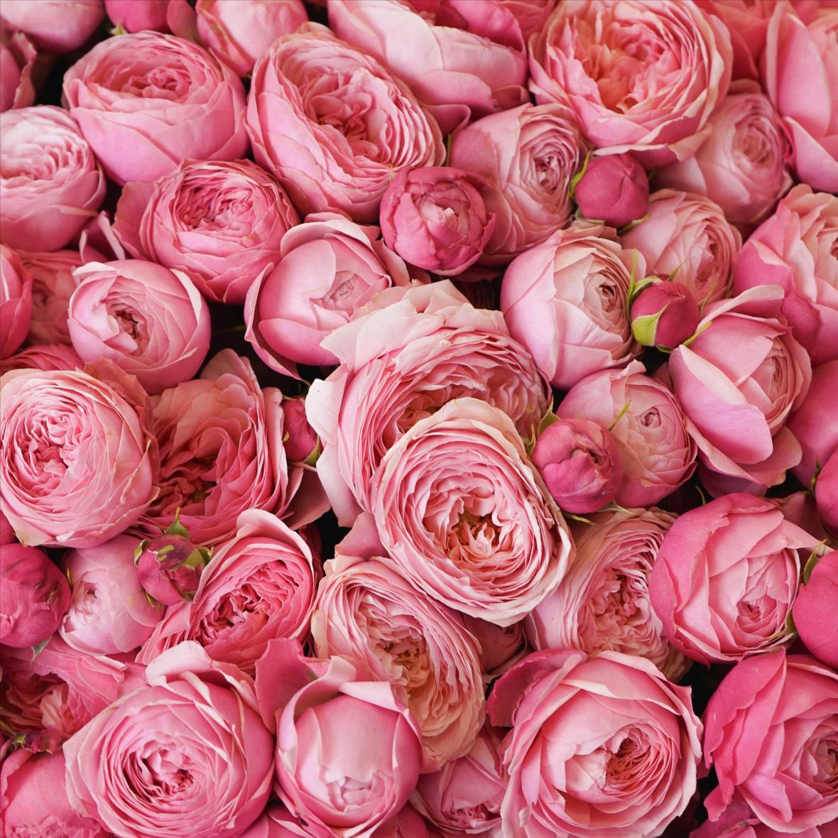 "Сильвия Пинк" 51 шт