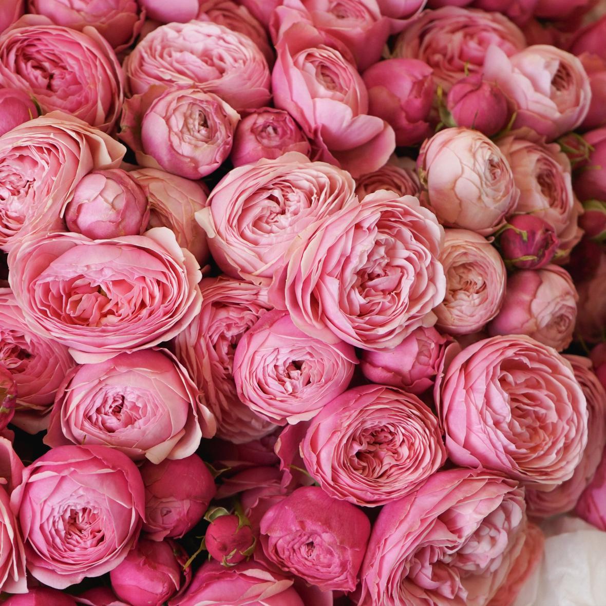 "Сильвия Пинк" 35 шт