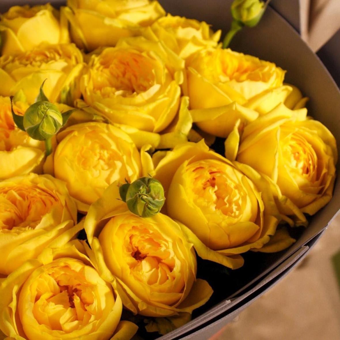 «Каталина» 15 шт