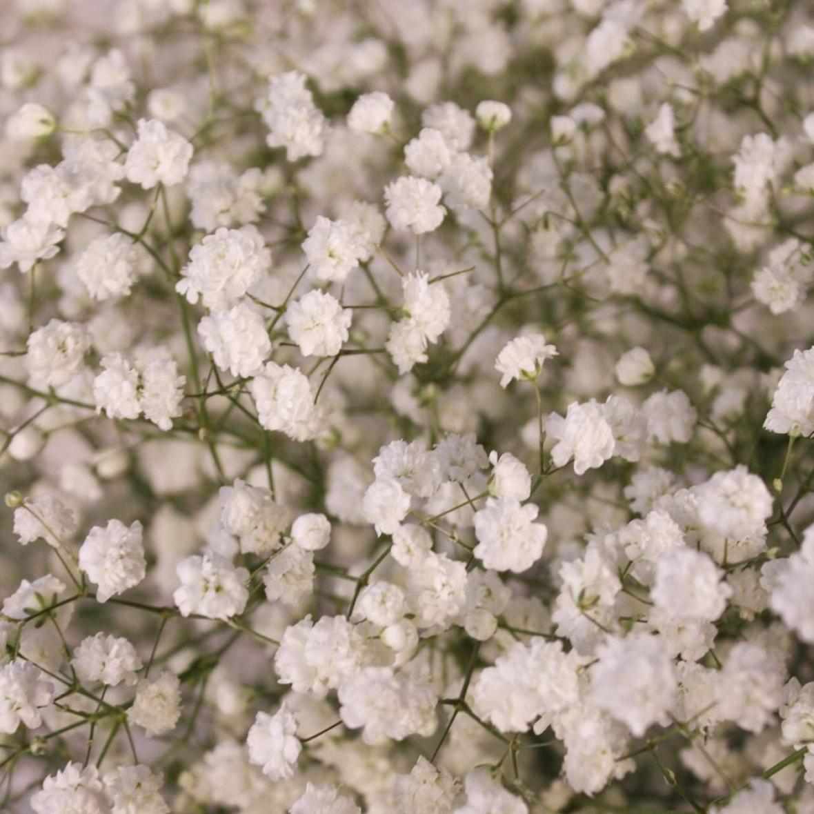 Белая гипсофила, 9 шт
