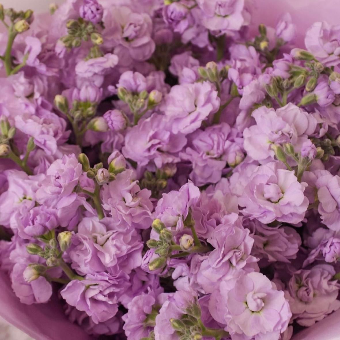 Фиолетовая маттиола, 9 шт